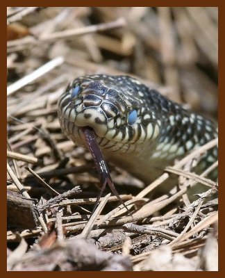 kingsnake 4-11-07 cl4b.JPG