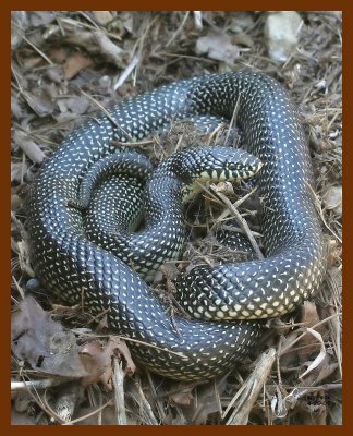 kingsnake 4-20-07 cl1b.JPG