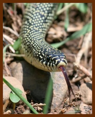 kingsnake 4-27-07 cl1b.JPG