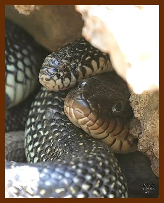 king-watersnake 4-19-07 cl2b.JPG