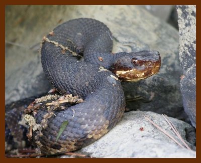 cottonmouth  4-16-06 cl4b.JPG