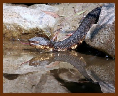 cottonmouth 9-9-06 cl7b.JPG