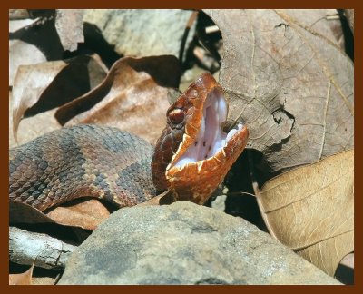 cottonmouth-young 4-12-07 cl1b.JPG