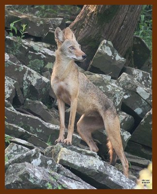 coyote 8-2-07 4c2b.JPG