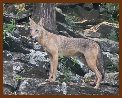 coyote 8-2-07 4c4b.JPG