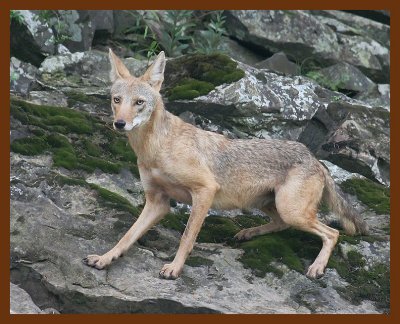coyote 8-1-07 4c2b.JPG