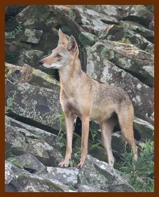 coyote 8-1-07 4c1b.JPG