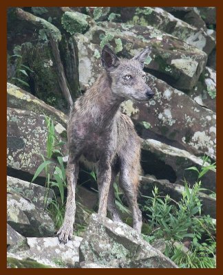 coyote 7-31-07 4c4b.JPG
