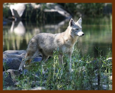 coyote 10-11-07 4c1b.JPG