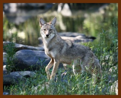 coyote 10-10-07 4c2b.JPG