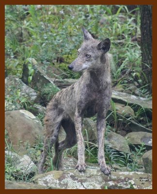 coyote 7-31-07 4c5b.JPG
