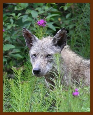 coyote 7-21-07 4c3b.JPG