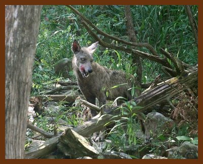 coyote 7-28-07 4c2b.JPG