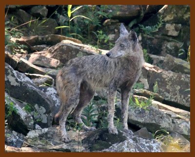 coyote 7-24-07 4c1b.JPG