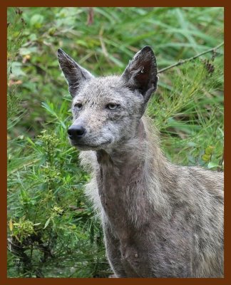 coyote 7-21-07 4c1b.JPG