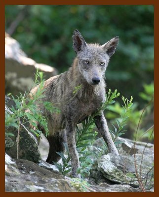 coyote 7-22-07 4c2b.JPG