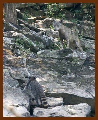 raccoon-coyote 7-24-07 4c1b.JPG