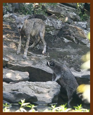 raccoon-coyote 7-24-07 4c3b.JPG