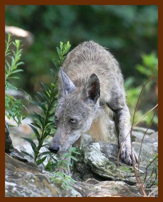 coyote 7-22-07 4c5b.JPG