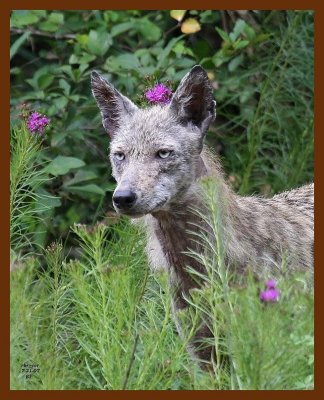 coyote 7-21-07 4c2b.JPG