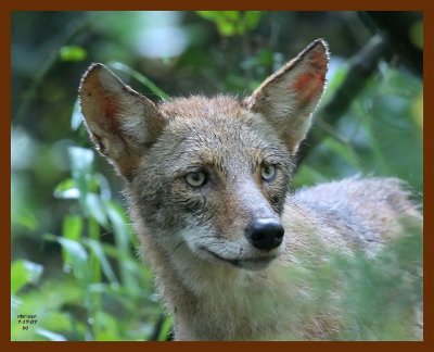 coyote 7-17-07 4c2b.JPG