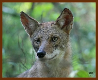 coyote 7-17-07 4c4b.JPG