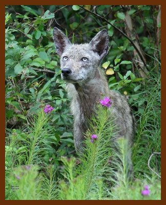 coyote 7-21-07 4c10b.JPG