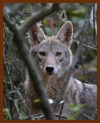 coyote 10-26-06 cl1b.JPG