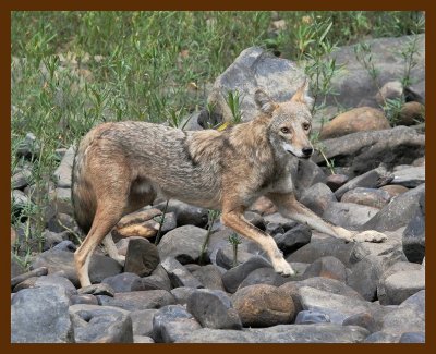 coyote 9-16-06 cl2b.JPG