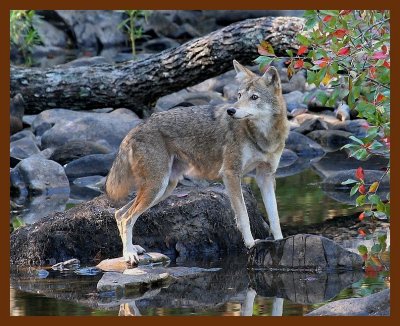 coyote 9-25-06 cl4b.JPG