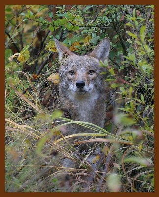 coyote 10-27-06 cl4c1b.JPG