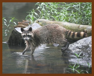 raccoon 6-18-07 4c7b.JPG