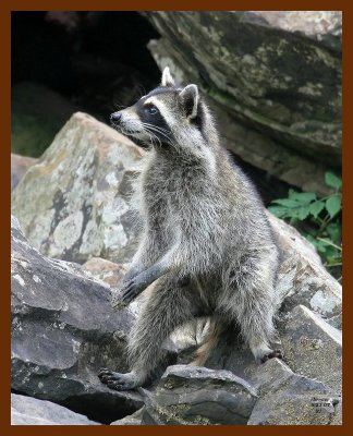 raccoon 6-23-07 4c3b.JPG