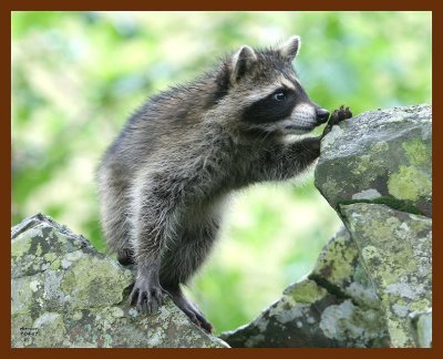 raccoon-young 7-4-07 4c8b.JPG
