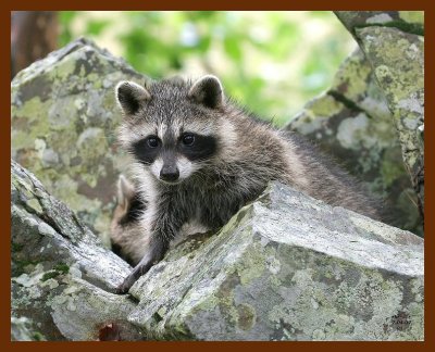 raccoon-young 7-4-07 4c3b.JPG