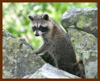 raccoon-young 7-4-07 4c7b.JPG