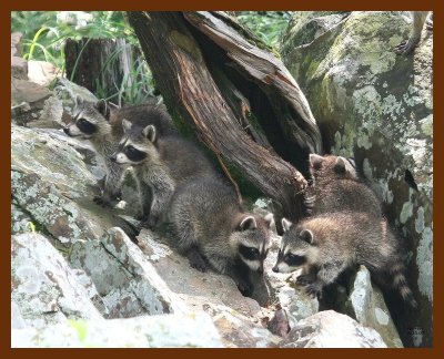 raccoon-young 6-10-07 4c7b.JPG