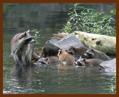 raccoon-young 6-12-07 4c6b.JPG
