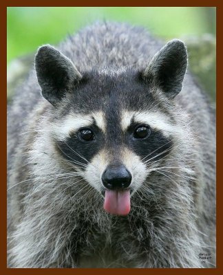 raccoon 7-5-07 4c1b.JPG