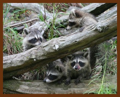 raccoon-young 9-8-07 4c11b.JPG