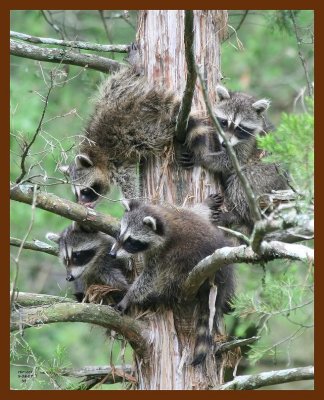 raccoon-young 9-8-07 4c1b.JPG