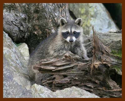 raccoon-young 6-30-07 4c1b.JPG