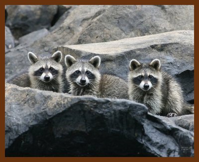 raccoon-young 7-30-07 4c2b.JPG
