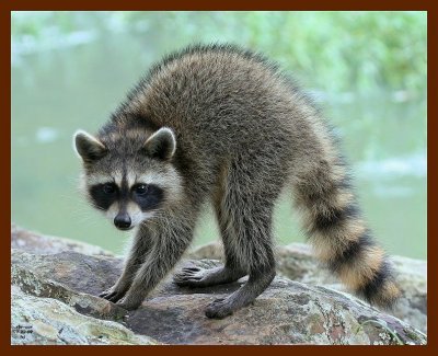 raccoon-young 7-22-07 4c1b.JPG