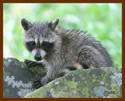 raccoon-young 7-4-07 4c1b.JPG