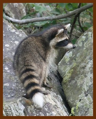 raccoon-young 7-29-07 4c2b.JPG