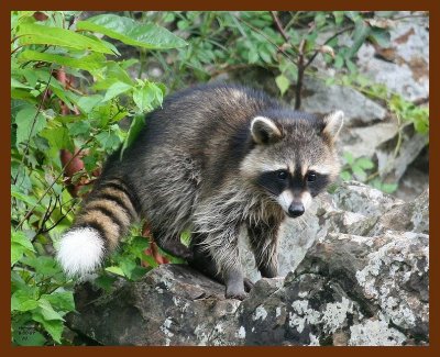 raccoon-young 8-30-07 4c5b.JPG