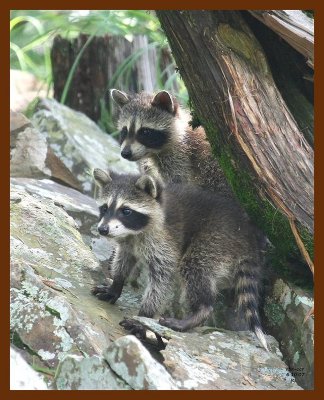 raccoon-young 6-10-07 4c9b.JPG