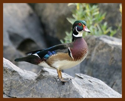 wood-duck 9-16-07 4c2b.JPG