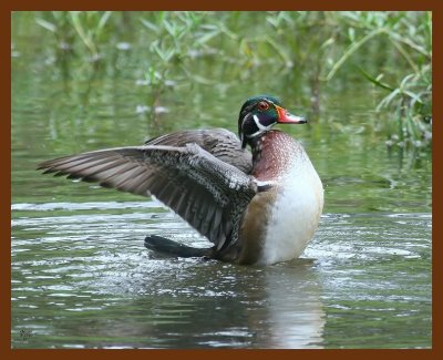 wood-duck 9-11-07 4c5b.JPG
